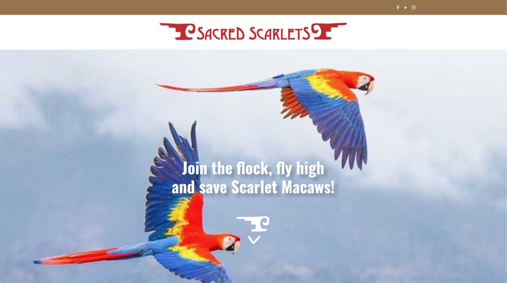 Sacred Scarlets website with a red stylized wordmark and brown social bar above a sky-blue banner of scarlet macaws, a conservation call to action, and a scroll-down arrow